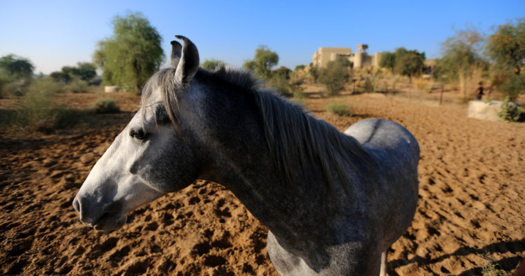 Marwari Horses