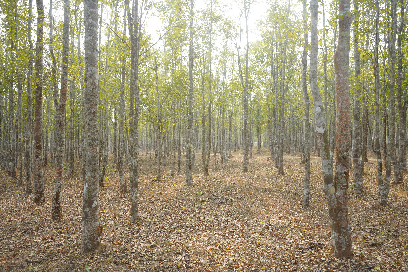 On the Oudh Trail in Assam